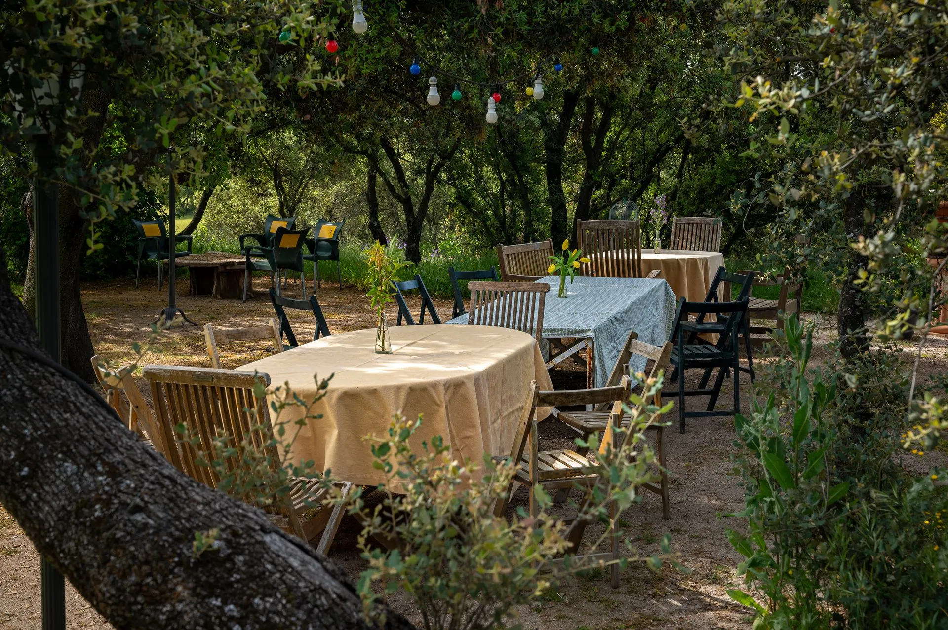 Mesas de madera bajo las encinas para comer al aire libre
