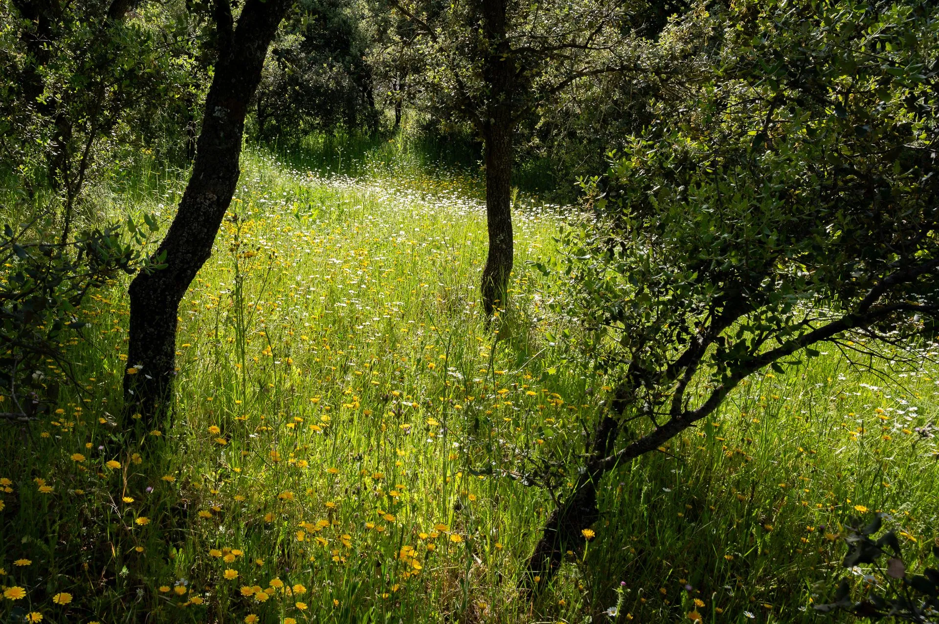 Las Charolas — bosque de encinas y flores silvestres