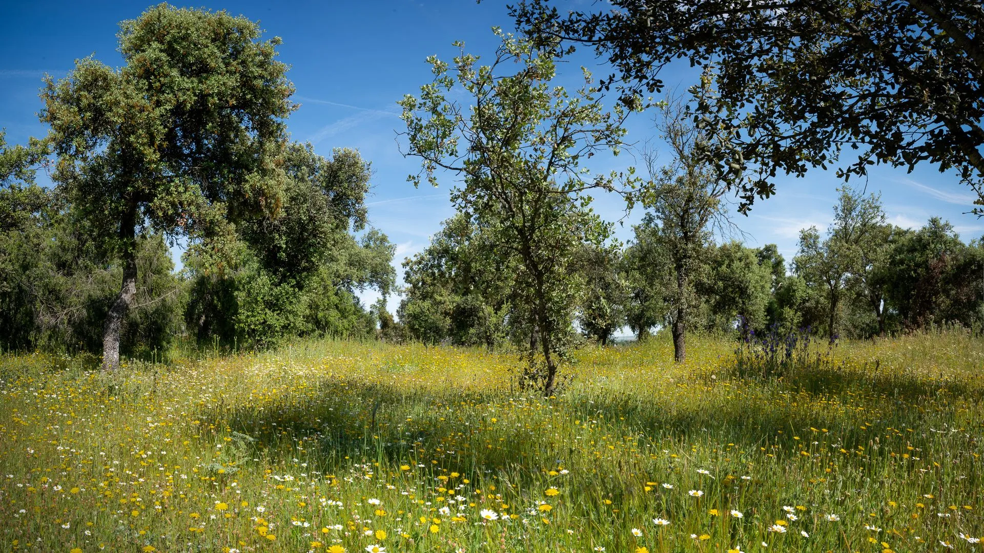 Jardín de encinas centenarias en Las Charolas